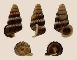 Travel guide resource for your visit to sungai siput. Cerithidea Obtusa Wikipedia