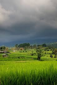 Rabu, 18 maret 2020, panitia mengkonfirmasi sudah 8.694 jamaah yang hadir, termasuk 411 orang warga negara asing (wna) dari 9 negara 8 9. 30 Pemandangan Sawah Ideas Village Photography Padi Nature