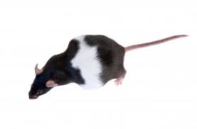 Tell your health care provider if you have signs and symptoms of lcmv. Three Crazy Effects During The Mouse Estrus Cycle You Ought To Know Clearh2o
