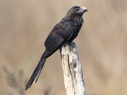 Image result for Arthropteris anniana