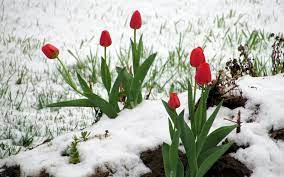 1920x1200 Flowers Red Tulips Snow Winter Tulip Wallpapers 1920x1200 For Hd 16 Winter Flowers Flower Wallpaper Flowers