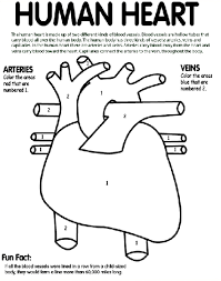 You can use our amazing online tool to color and edit the following human bone coloring pages. Human Heart Coloring Page Crayola Com