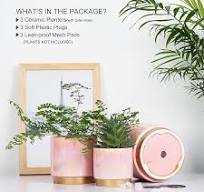 Succulent plantenpotten - Groothandel bloempotten ...