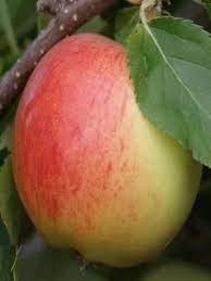 But sour cherries, delightful in pies and jams, do best as fruit trees for zone 4. Fruit Trees Appropriate For Zone 4 Apple Tree Fruit Trees Apple