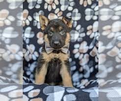 Find german shepherd dog puppies and breeders in your area and helpful german shepherd dog information. View Ad German Shepherd Dog Puppy For Sale Near Maryland Elkton Usa Adn 215879