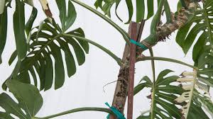 Image result for Monstera