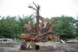 250 Year Old Douglas Fir From Marin County To Star In New Exploratorium Exhibit The Mercury News