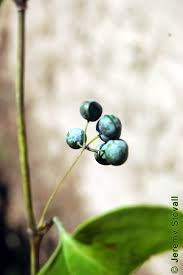 Image result for Smilacaceae