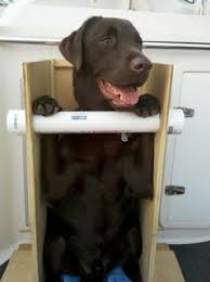 Canine Megaesophagus Portable Bailey Chair For Travel Bailey Chairs Bailey Chair For Dogs Dog Chair