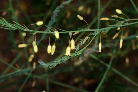 Image result for Asparagus minutiflorus