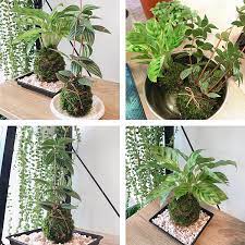 苔球植物 平淡流年 痞客邦 plants greens image