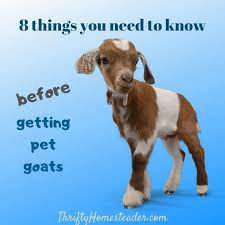 How to know if a goat is sick. 8 Things You Need To Know Before Getting Pet Goats The Thrifty Homesteader