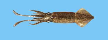 Read customer reviews, discover product details and more. Tintenfisch Kalmar Loligo Der Wwf Fischratgeber