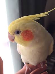 Cockatiel Yellow Bird With Red Cheeks Cockatiel Pet Birds Cute Birds Cockatiel