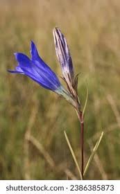 Image result for Gentianaceae