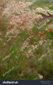 Image result for Tricholaena