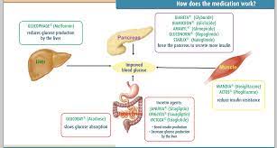 Howdiabeticmedication Works Http Rnao Ca Sites Rnao Ca Files Ref Guide For People With Diabetes Pdf Final Pdf Diabetes Education Metformin Januvia