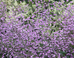 Chinese meadow rue 'hewitt's double'. Thalictrum Delavayi Hewitts Double Chinese Meadow Rue Hewitts Double In Gardentags Plant Encyclopedia