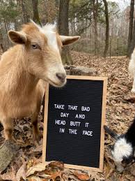 Funny Goat Goats Funny Funny Goat Memes Animal Puns Funny