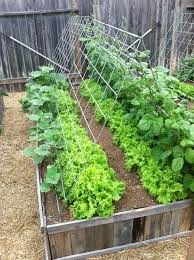 10 Steps To Start An Organic Garden Jennifer Cooks In 2020 Vegetable Garden Design Backyard Vegetable Gardens Garden Ideas Large