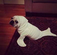 You D Be A Great Seal They Told Me You Ll Look Fabulous They Lied When Will I Learn To Trust Myself Pet Halloween Costumes Pet Costumes Cute Animals