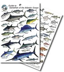 Divelogs Atlantic Game Fish Id Card