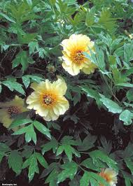 There are several wild species which have contributed genetics to the cultivated tree peony, paeonia suffruticosa.the mid to late spring blossoms of tree peonies are unrivaled in size, color and fragrance. Tree Peonies Hgtv