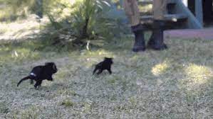 The best gifs for tasmanian devils. Tasmanian Devil Gifs Primo Gif Latest Animated Gifs
