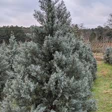 Image result for Cupressus arizonica