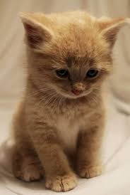 Baby Black And Orange Kitten Baby Orange Kitty Cute Animals Cute Baby Animals Baby Animals