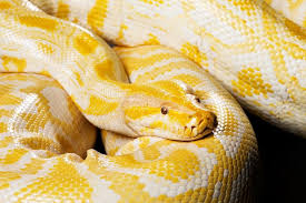 Pythons Dreams Meaning Interpretation And Meaning Dream Dictionary Albino Animals Albino Animals