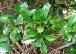 Image result for Turraea robusta