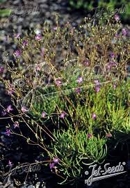 Image result for Talinum tenuissimum