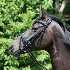 19 Best Bridles Images Horses Dressage Horse Riding Gear