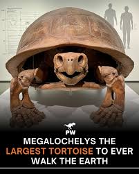 Image result for Megalochlamys