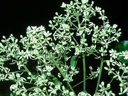 Image result for Hernandiaceae