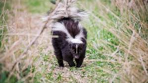 Skunks are famous for their skunk spray—you can smell an angry skunk from over a mile away. How To Get Rid Of Skunk Smell This Old House