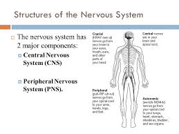 The autonomic nervous system handout is designed to help clients understand their body sensations and reactions as the automatic operation of their nervous system. Biological Foundations Of Psychology Ppt Video Online Download