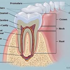 The Teeth Are The Hardest Substances In The Human Body Besides Being Essential For Chewing The Teeth Play An Impor Molar Tooth Dandelion Tea Calcium Phosphate