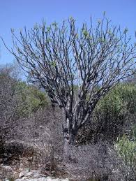 Image result for Erythrophysa