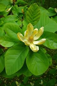 Image result for Uvaria acuminata