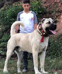 Sivas Kangali Karabas Kopek Akbas Turkler