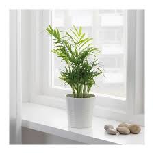 Chamaedorea Elegans Rostlina Horska Palma Ikea Palmier Nain Plante Ikea Plante