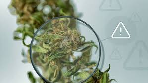 We did not find results for: The Dangers Of Moldy Weed Is Your Stash Compromised