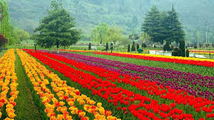 Pahalgam is considered to be one of the best places to visit in kashmir. Meet The Men Behind Asia S Largest Tulip Garden In Kashmir