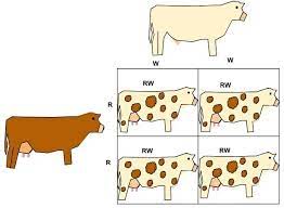 A gene or allele shows dominance what is understood by codominance and incomplete dominance? Dominant Allele Definition And Types Biology Dictionary