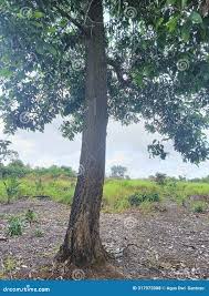 Image result for Acacia mangium