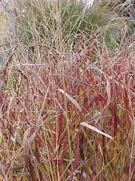 Image result for Panicum chionachne
