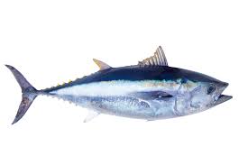 Any of various often large scombroid marine food and game fishes of the. Tuna Definition And Meaning Collins English Dictionary