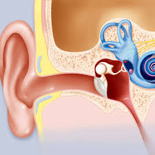People may also hear whooshing, grinding, hissing or whistling noises. Migraines And Tinnitus Ringing In The Ears